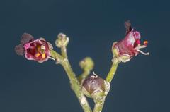 گل میمونی بیابانی